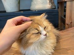 -自由生长植物工作室(深港花卉中心店)