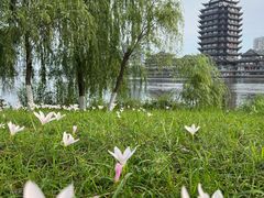 -眉山湿地公园(东坡区)