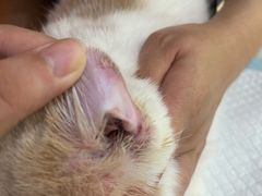 -萌兽医馆·宠物医院·猫骨科(创景店)