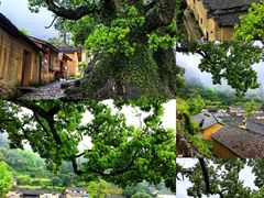 -杨家堂村