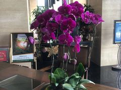 -海南新燕泰大酒店·早午自助餐丹利朗西餐厅