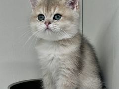 -lincat·猫舍(广州店)