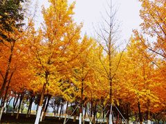 -西北湖绿化广场