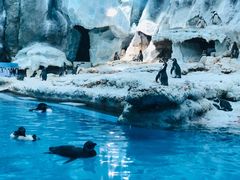 -帝企鹅自助餐厅•儿童岛•真企鹅(长隆企鹅酒店)