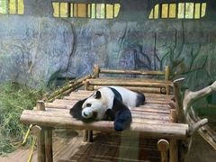 -深圳野生动物园
