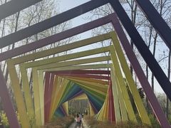 -合肥滨湖国家森林公园