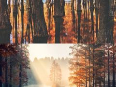 -金塔沙漠胡杨林景区