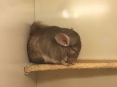 -龙猫仔乐园(惠福东路店)