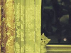 -猫十亿·布偶金渐层·曼基康矮脚猫舍(青年路店)