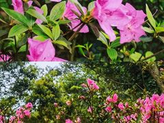 -梧桐山风景名胜区