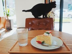 -猫里有甜