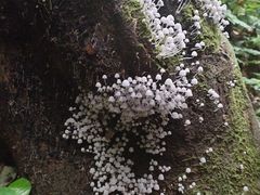 -西双版纳原始森林公园