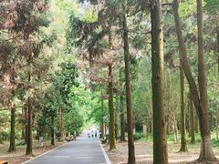 -东平国家森林公园