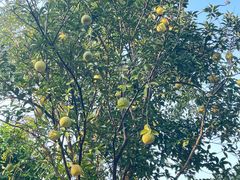 -广州神农草堂中医药博物馆