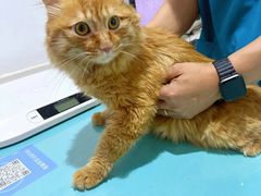 -艾贝尔宠物医院·24H转诊中心·肿瘤猫专科(江宁双龙店)