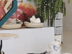 -共舞时光猫咖·狗咖(新街口店)