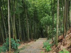 -蔡伦竹海