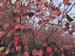 -佛慧山