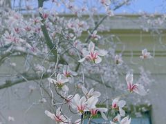 -妙应寺白塔