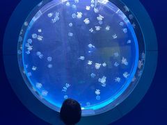 -左海海底世界