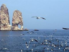 -长岛万鸟岛