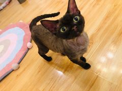 -momokira米努特·德文卷毛猫·棉花面纱犬