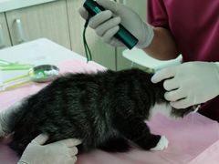 -北京观赏动物医院·24小时大型综合·猫专科·异宠专科