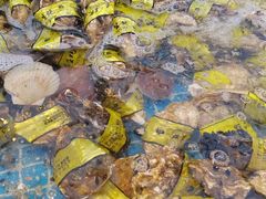 -集品鲜湾·蒸汽海鲜自助料理(青岛银座和谐广场店)