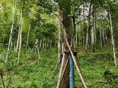 -上海佘山国家森林公园天马山园