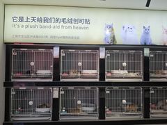 -翊宠yipet猫狗购宠庄园犬舍•猫舍