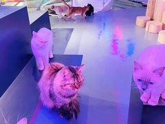 -极木²邸 人与宠物·互动社区