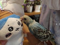 -吉丁鸟咖·异宠·寄养