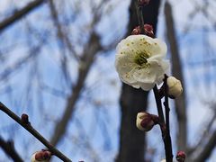 -香雪海