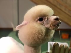 -藦茜花园宠物主题亲子互动体验馆(国顺东路店)