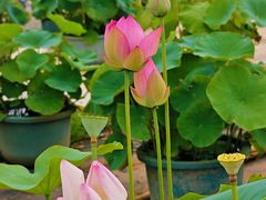 -莲花池公园
