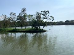 -大湾区中央湿地公园