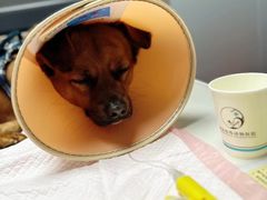 -伟伟宠物医院·CT影像中心·瑞派犬猫综合性门诊(汉口总院)