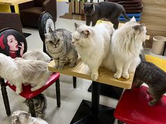 -猫咪咖啡店(新城大街店)