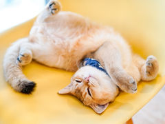 -猫小主咖啡·猫咖cat cafe(福田店)