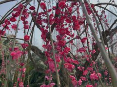-杭州植物园