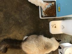 -喵屿·大理花园猫咖