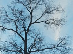 -北京大学燕东园