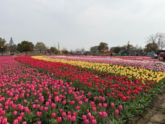 -荷兰花海