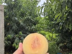 -老袁家蜜桃农场·阳山水蜜桃