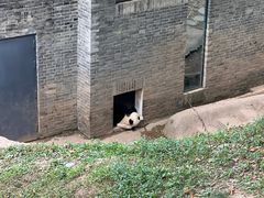 -都江堰中华大熊猫苑
