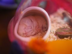 -钓仓鼠(洋桥北里小区店)