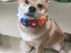 -逗柴咖啡屋·狗咖猫咖宠物桌游