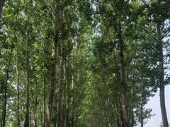 -微山湖红荷湿地景区