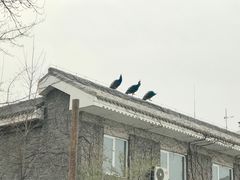 -北京麋鹿生态实验中心