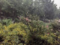 -东升八家郊野公园